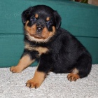 Rotvajler V�born�