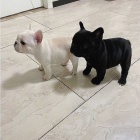 �t��ata francouzsk�ho buldo�ka