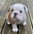 �t��ata anglick�ho buldo�ka