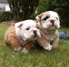 anglick�ho buldoka k 