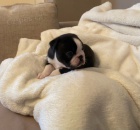 �t��ata bostonsk�ho teri�ra