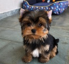 �t��ata Yorkshire k adopci