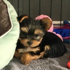 YORKSHIRE �T��ATA K Adopci