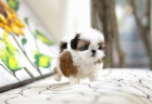 Ohromuj�c� �t��ata Shih Tzu