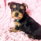 Prod�m roztomil� a kr�sn� �t���tka mini yorkie.