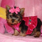 Prod�m mini �t��ata yorkie.