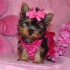 Prod�m mini �t��ata yorkie.