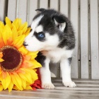 Prod�m sibi�sk� husky s kr�sn�ma modr�ma o�ima.