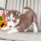 Prod�m zdrav�ho a o�kovan�ho hn�d�ho sibi�sk�ho huskyho s kr�sn�ma modr�ma o�ima.