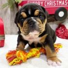 Prod�m �t��ata Anglick�ho buldo�ka.