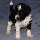 Prod�m zdrav� a kr�sn� �t��ata trpasli��ho pejska a feny pudla.