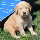 V�no�n� �t��ata zlat�ho retr�vra k dispozici a p�ipravena j�t do sv�ho nov�ho domova.