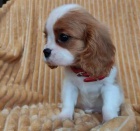 Rozko�n� �t���tka king charles �pan�l�