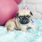 b�ov� a �ern� �t��ata mopse k adopci.