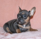 Prod�m ZDRAV�,OD�ERVOVAN� a O�KOVAN� �t��ata francouzsk�ho buldo�ka.