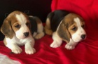 Kr�sn� trikolorn� �t��ata BEAGLE k dispozici a p�ipravena k prodeji. Pouze pro v�n� osoby.