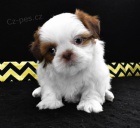 Prod�m �t��ata mini shih tzu.