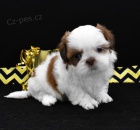 Prod�m �t��ata mini shih tzu.