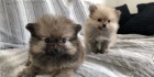 Hygienicky vy�kolen� miniaturn� �t��ata pomeranian� na prodej.
