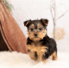 Rozko�n� �t���tka jork��r�