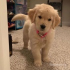 �t��ata zlat�ho retr�vra