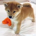 Kr�sn� �t���tka shiba inu
