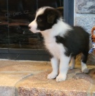 Miluj�c� �t���tka pejska a fenky border kolie