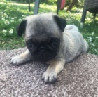 �t��ata mops� k adopci