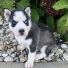 kr�sn� a rozko�n� sibi�sk� husky s kr�sn�ma modr�ma o�ima.