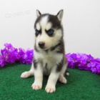 sibi�sk� husky k adopci