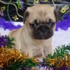 Prod�m kr�sn� b�ov� a �ern� 12t�denn� �t��ata mopse