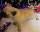 o�kovan� a od�erven� 12t�denn� �t��ata mops� k adopci