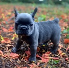 Kr�sn� �t��ata pejska a fenky francouzsk�ho buldo�ka k dispozici a p�ipravena k prodeji. Pouze pro v�n� osoby.