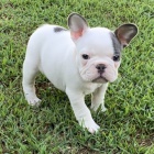 V�no�n� pejsek a fenka francouzsk�ho buldo�ka k adopci