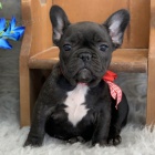 12 T�DN� �t��ata francouzsk�ho buldo�ka k adopci