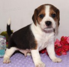 �t��ata BEAGLE k adopci