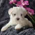 zdrav� sn�hov� b�l� �t��ata malt�zsk�ho ps�ka a samice k adopci.