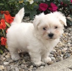 malt�zsk� �t��ata k adopci.