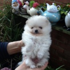 zdrav� a o�kovan� �t��ata n�meck�ho �pice k adopci