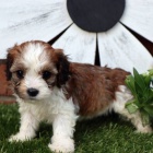 �t��ata mini CAVACHONA k adopci