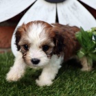 �t��ata mini CAVACHONA k adopci