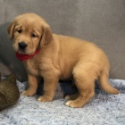 �t��ata zlat�ho retr�vra k dispozici a p�ipravena k adopci.