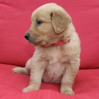 V�noce �t��ata zlat�ho retr�vra k dispozici a p�ipravena k adopci.