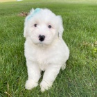 V�no�n� �t��ata portugalsk�ho vodn�ho psa jsou nyn� k dispozici a p�ipravena k adopci.