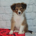 Prod�m �t��ata shetlandsk�ho ov��ka