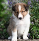 Prod�m �t��ata sheltie ov��ka