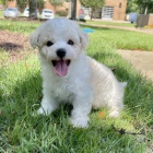 �t���tka bi�onka p�ipravena k adopci.