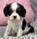 Prod�m kr�sn� a zdrav� o�kovan� �t��ata Kaval�r King Charles Spaniel