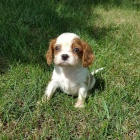 Prod�m kr�sn� �t��ata kaval�r King Charles Spaniel
