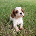 Prod�m kr�sn� �t��ata kaval�r King Charles Spaniel